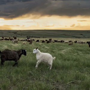 男人添女荫道口视频高清
