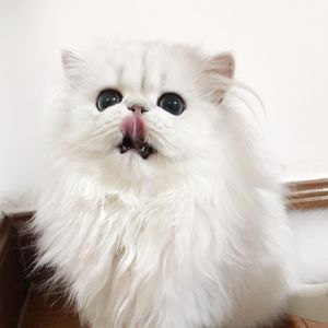 男人添女荫道口视频高清
